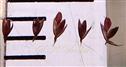  Spikelets with 1-2 florets